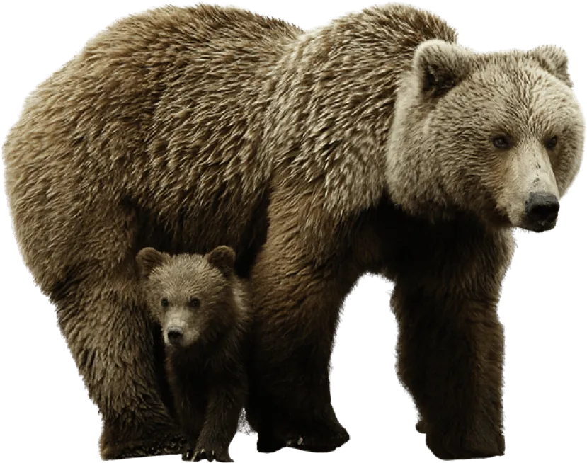 bear logo, branding design, strong and bold png